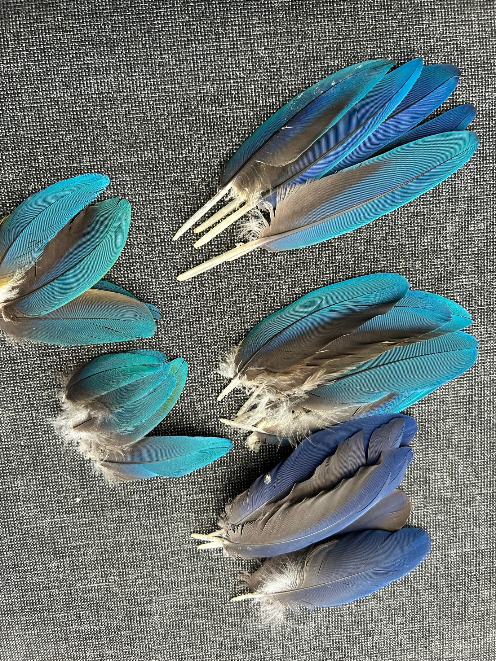 Natural  feathers from the moult – photo 2